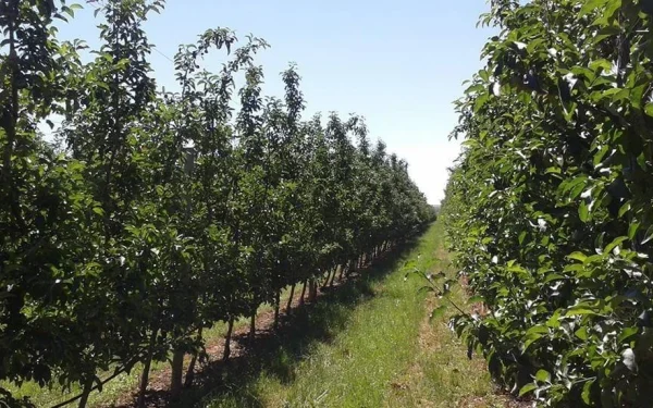 Ministerul Agriculturii: Ajutoare pentru 1.868 de pomicultori afectați de îngheț