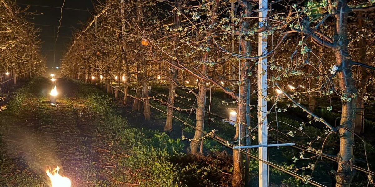 Arderea a 40.000 de euro: salvarea cireșilor de îngheț, un efort disperat