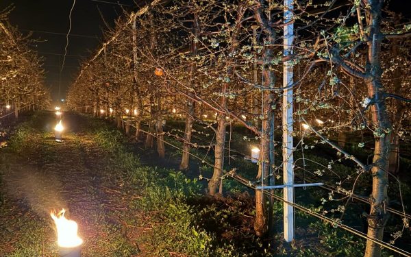 Arderea a 40.000 de euro: salvarea cireșilor de îngheț, un efort disperat