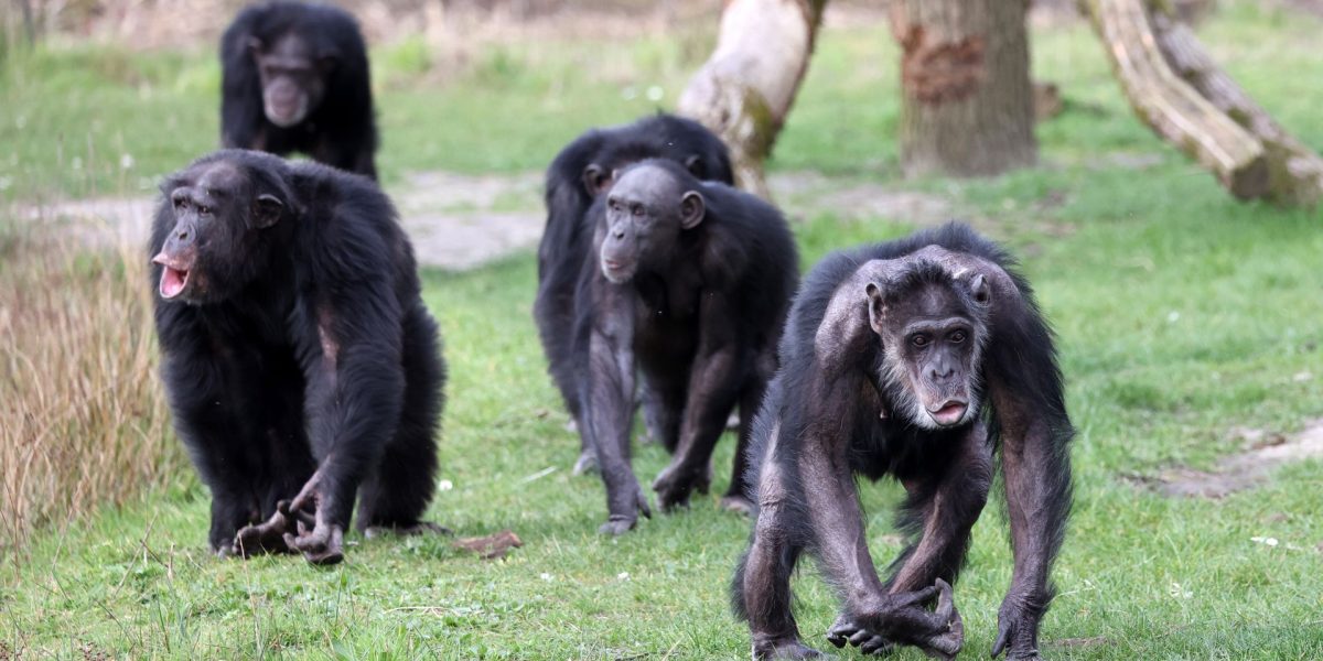 Cimpanzeii sălbatici, o divizare istorică: Grupul s-a rupt în 2018, fără împăcare
