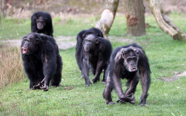 Cimpanzeii sălbatici, o divizare istorică: Grupul s-a rupt în 2018, fără împăcare