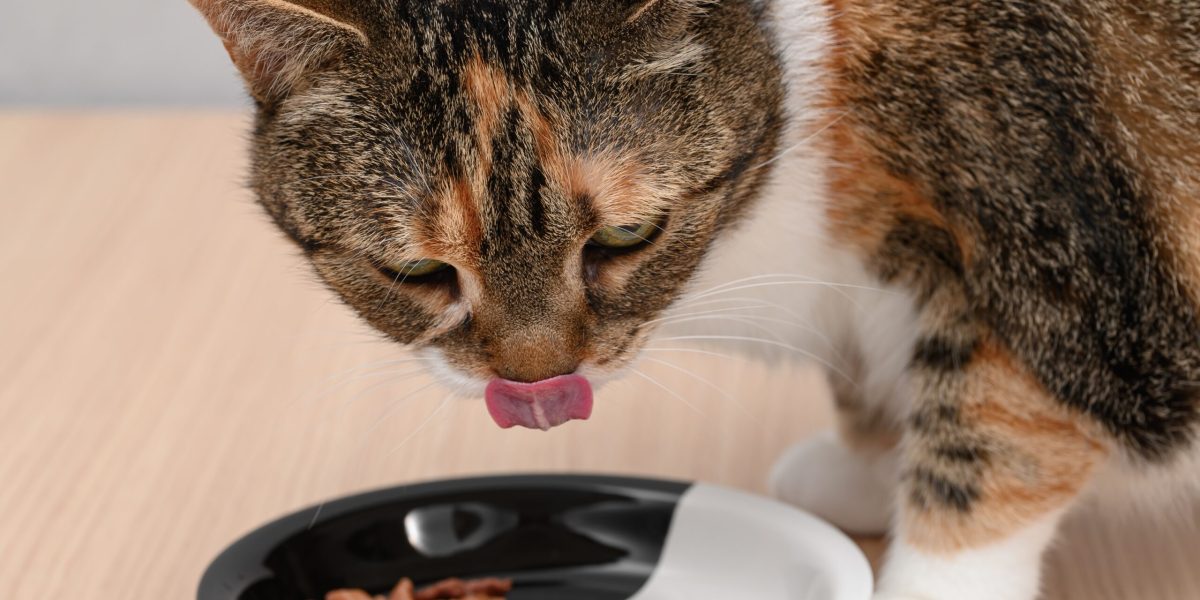 Încălzirea mâncării pentru pisici: Adevărul științific dezvăluit