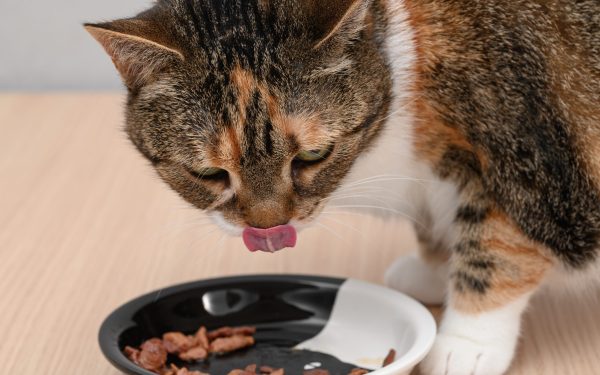 Încălzirea mâncării pentru pisici: Adevărul științific dezvăluit