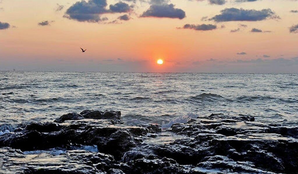 Virus ucigaș din fructe de mare: Boala cronică se transmite la oameni