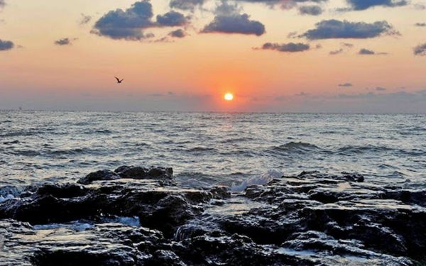 Virus ucigaș din fructe de mare: Boala cronică se transmite la oameni