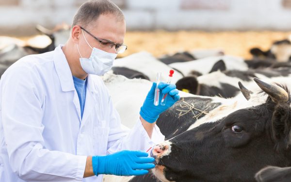 Avertisment APIA: Crescătorii fără adeverință nu primesc subvenții în 2026! Costă 600 lei