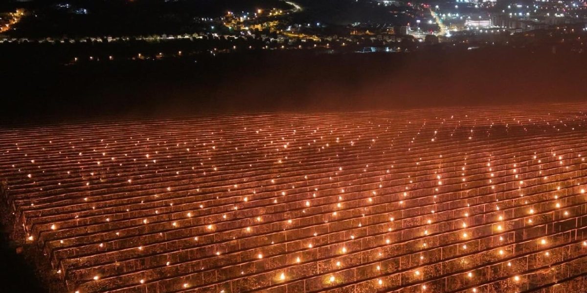 Fermă din Cluj, disperată să-și salveze cireșii: 40.000 de euro, fum și căldură