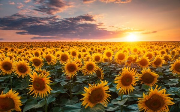 De ce au norii forme diverse? Test de cultură generală