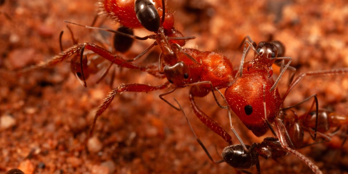 Cercetătorii au descoperit un comportament inedit la furnici în România