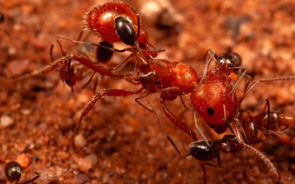 Cercetătorii au descoperit un comportament inedit la furnici în România