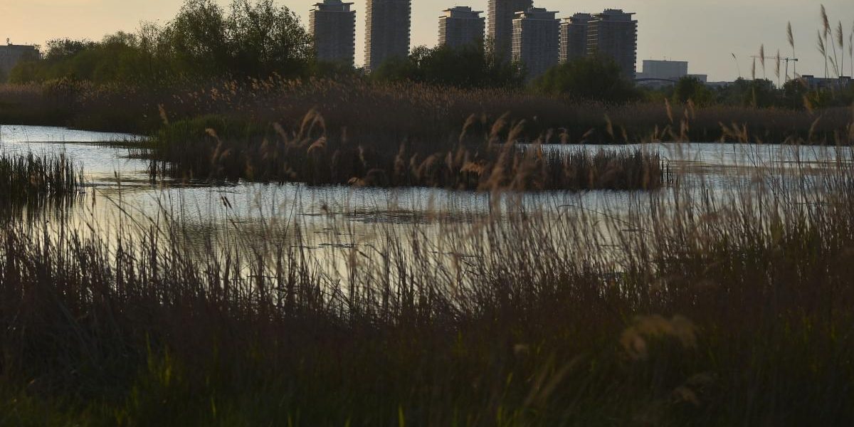 București: Delta Văcărești cucerește jurnaliștii Bloomberg, oază de verdeață printre betoane