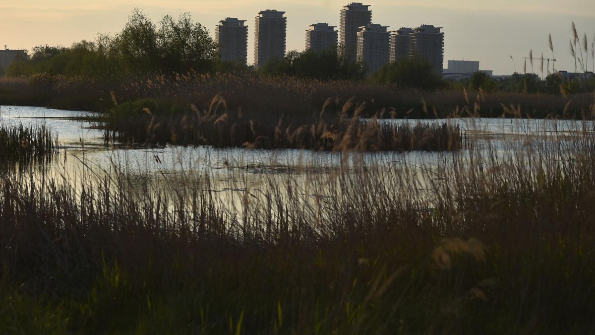 București: Delta Văcărești cucerește jurnaliștii Bloomberg, oază de verdeață printre betoane
