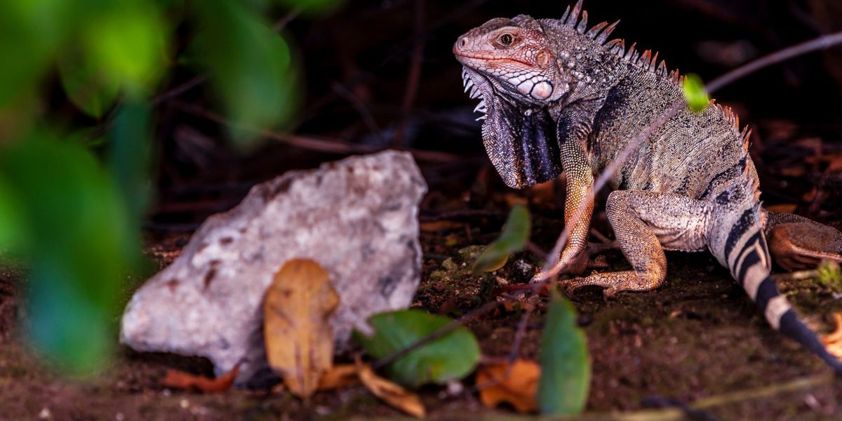 Ochii vertebratelor, un singur ochi gigant la început: teoria șocantă a cercetătorilor