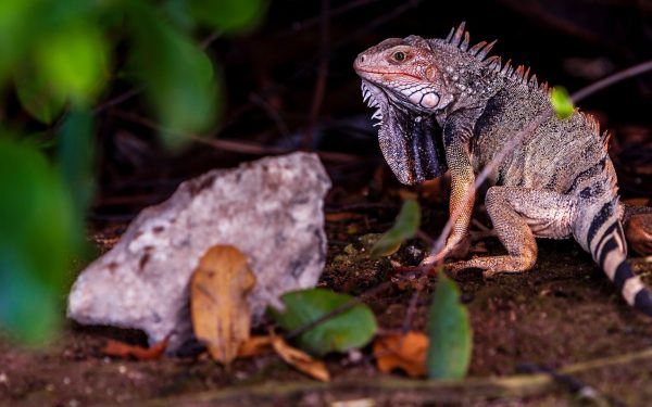 Ochii vertebratelor, un singur ochi gigant la început: teoria șocantă a cercetătorilor