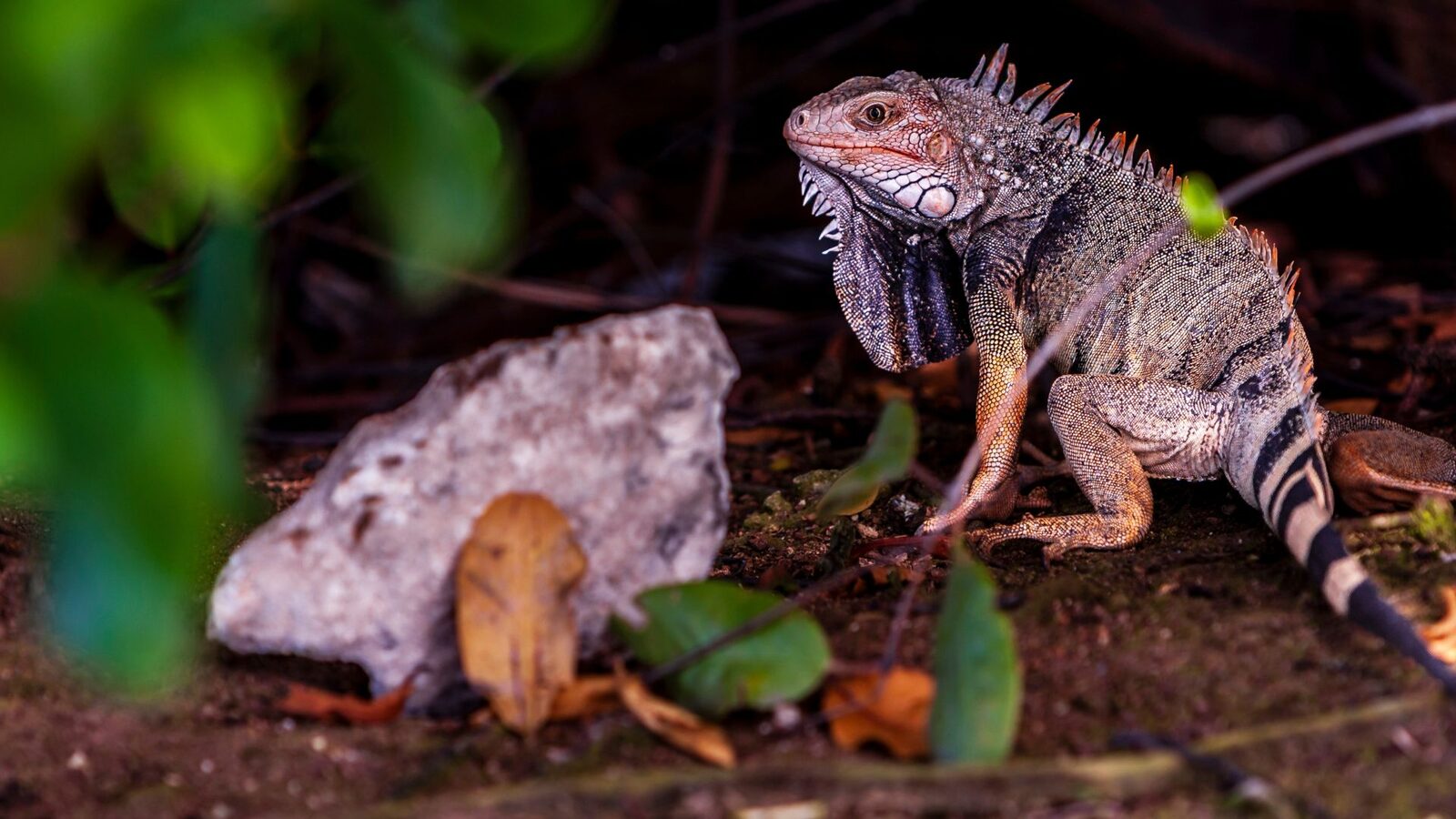 Ochii vertebratelor, un singur ochi gigant la început: teoria șocantă a cercetătorilor
