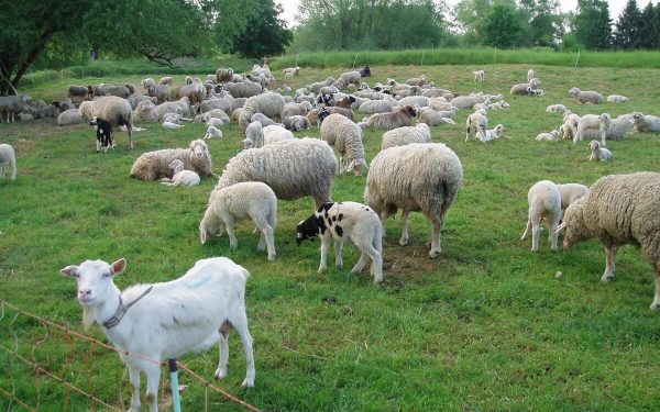 Franța: Zoofilul în serie prins. Detalii ȘOCANTE din anchetă