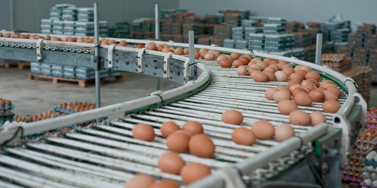 Alertă de Paște: 1,5 milioane de ouă cu Salmonella, retrase din Galați