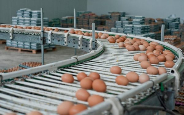 Alertă de Paște: 1,5 milioane de ouă cu Salmonella, retrase din Galați