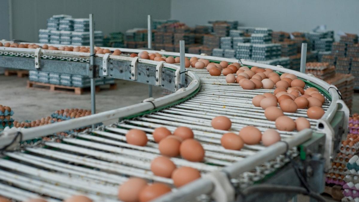 Alertă de Paște: 1,5 milioane de ouă cu Salmonella, retrase din Galați