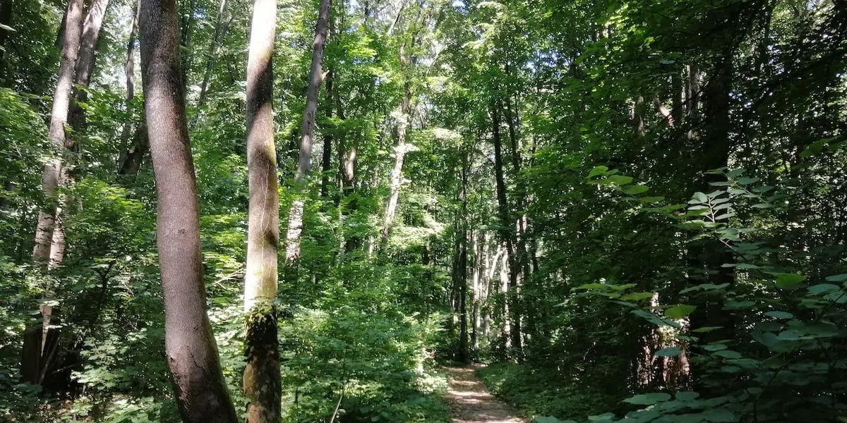 „Dragonul de Băneasa” uimește: Nouă specie de miriapod, găsită lângă București