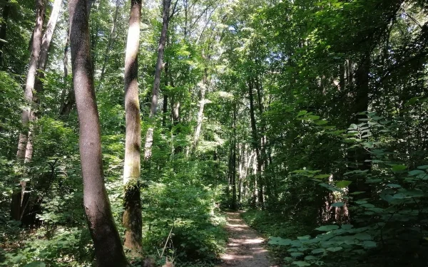 „Dragonul de Băneasa” uimește: Nouă specie de miriapod, găsită lângă București