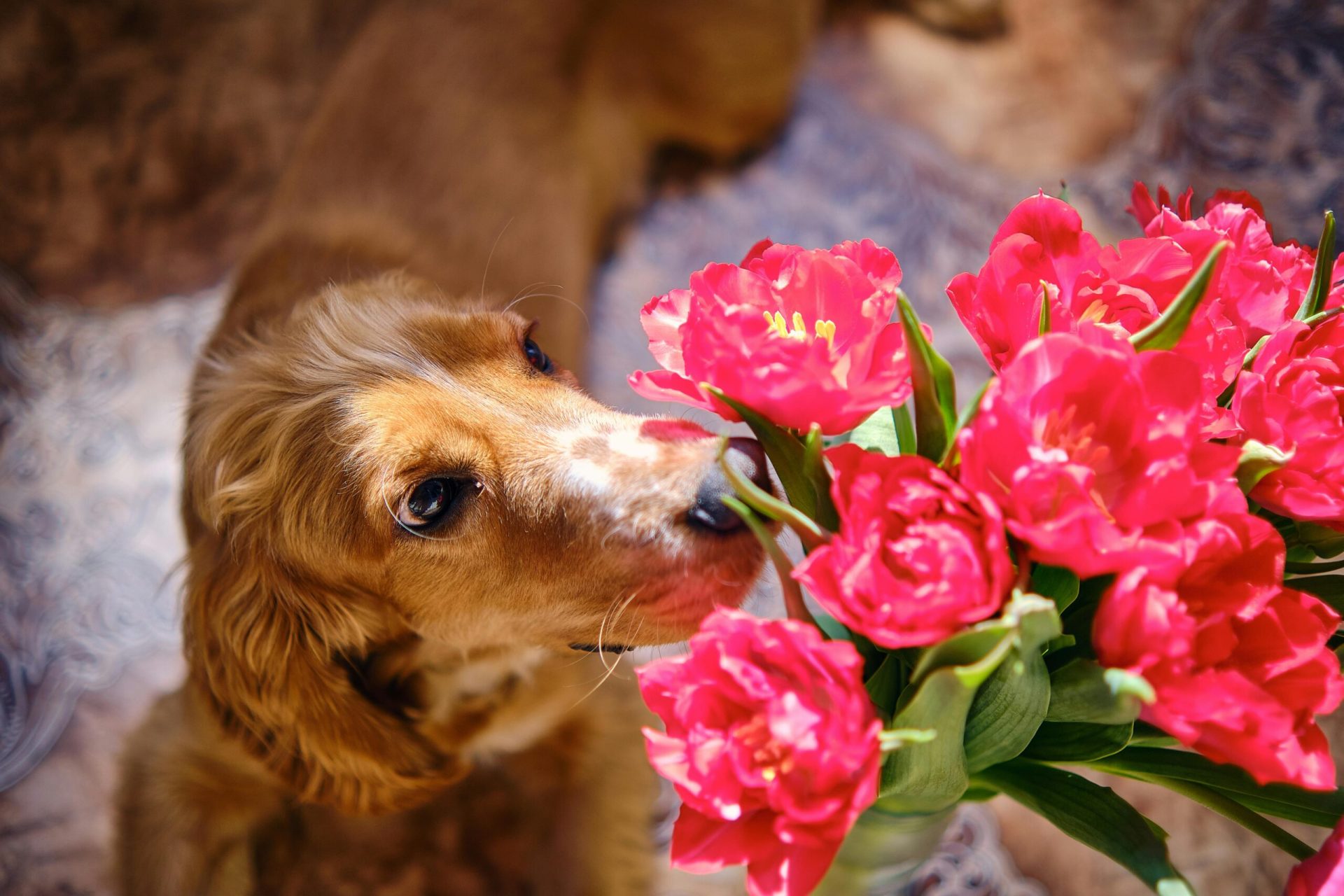 De Paște și de Florii, celebrările tradiționale sunt adesea însoțite de daruri de flori, dar în 2026, alegerea buchetului a devenit mai complexă pentru proprietarii de animale de companie