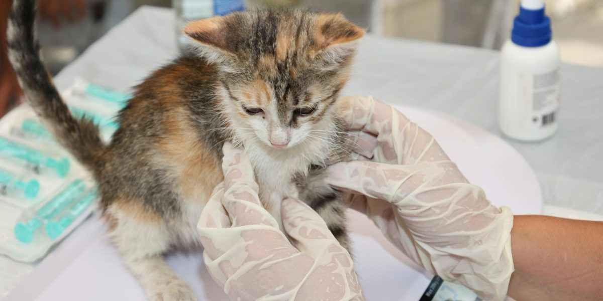 EMA autorizează primul vaccin veterinar din UE cu tehnologie ARN