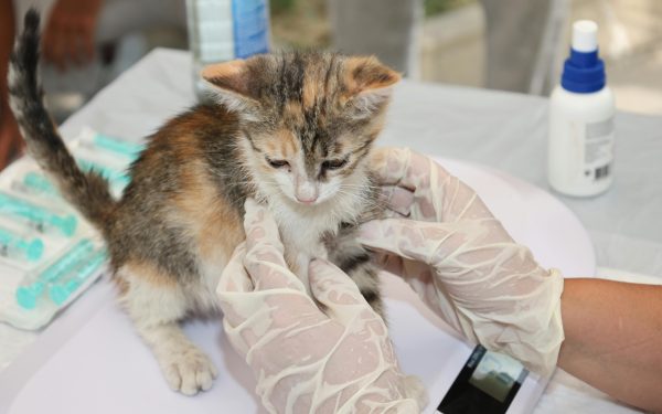 EMA autorizează primul vaccin veterinar din UE cu tehnologie ARN