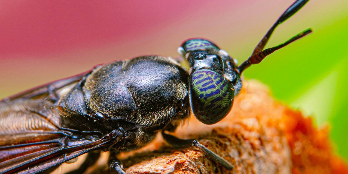 UE finanțează: Un hub european accelerează reproducerea muștei soldat negre