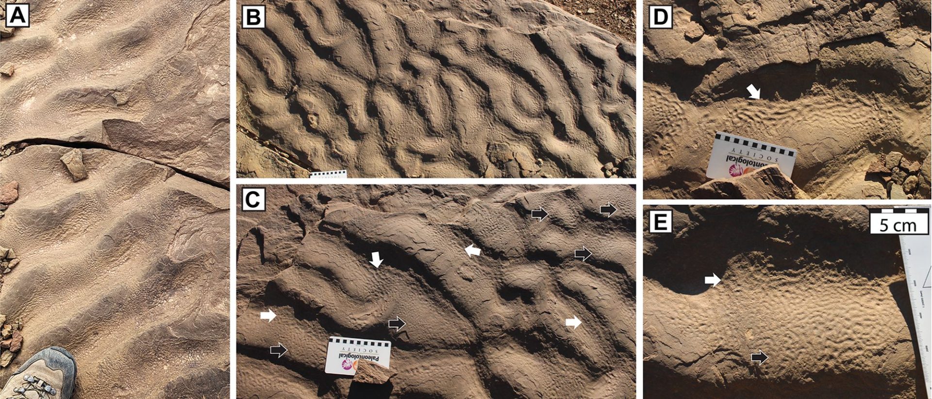 O descoperire din Maroc schimbă înțelegerea asupra originii vieții microbiene din oceane