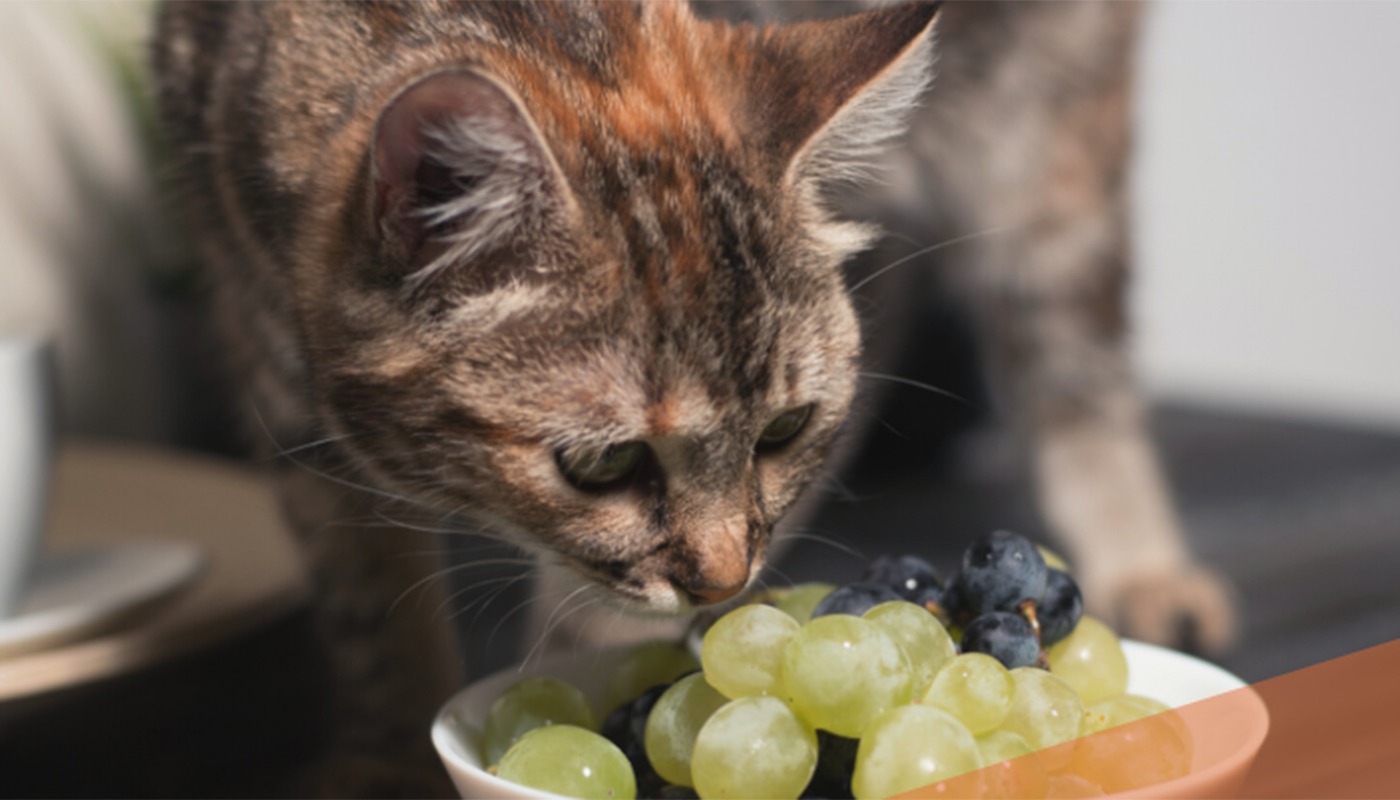 Alimentele banale pentru oameni pot fi fatale pentru pisici, iar consecințele pot fi grave în doar 24 de ore Mulți stăpâni de pisici cred că le fac un bine dacă le oferă mici resturi din mâncarea lor, dar acest obicei poate avea rezultate dramatice