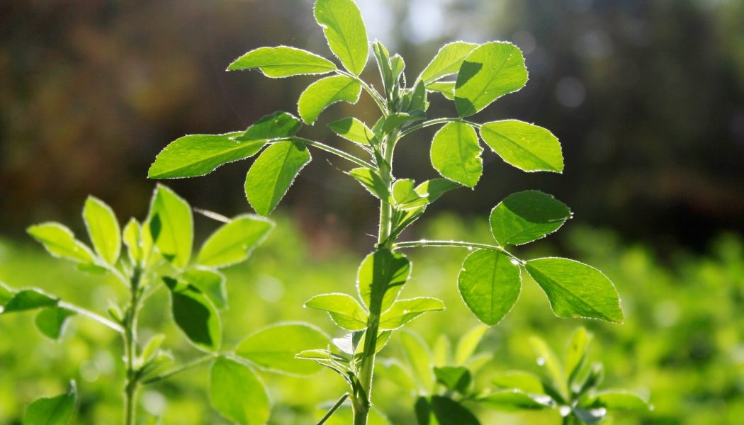 Aurul verde al Romei antice: planta misterioasă a lui Iulius Cezar dispărută