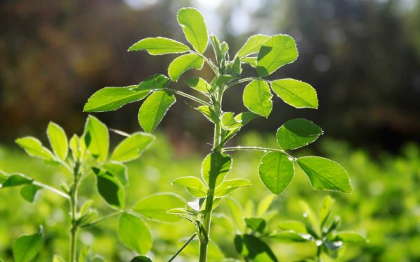 Aurul verde al Romei antice: planta misterioasă a lui Iulius Cezar dispărută