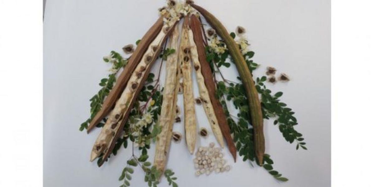 Planta din BRAZILIA cu superputeri: Elimină microplasticele din apă