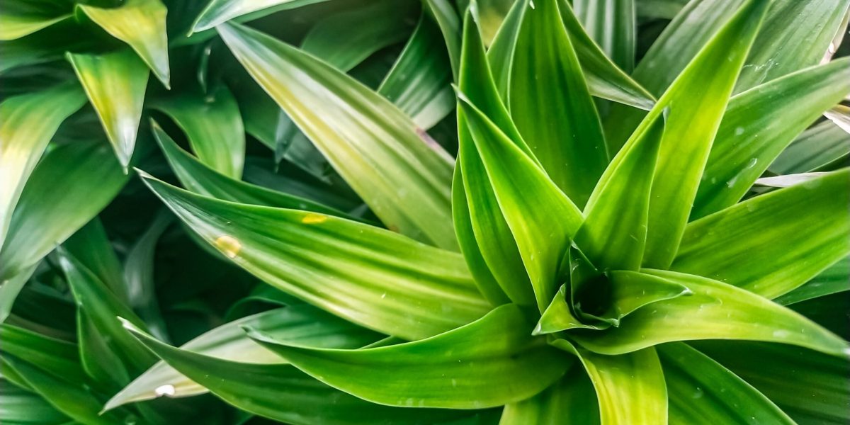 Salvarea plantelor de apartament: trucul simplu care funcționează!