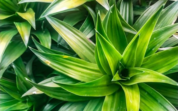 Salvarea plantelor de apartament: trucul simplu care funcționează!