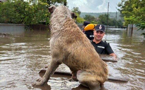 Ministerul Mediului, soluții „verzi” anti-inundații: refaceri și împăduriri