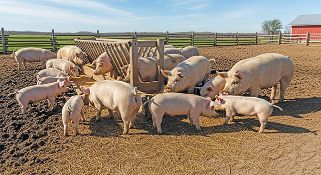 Porcii din județul Bistrița-Năsăud, crescuți în curțile oamenilor În județul Bistrița-Năsăud, cu o populație de peste 320.000 de locuitori, porcii nu sunt crescuți în ferme specializate, ci în aproape 10.000 de gospodării