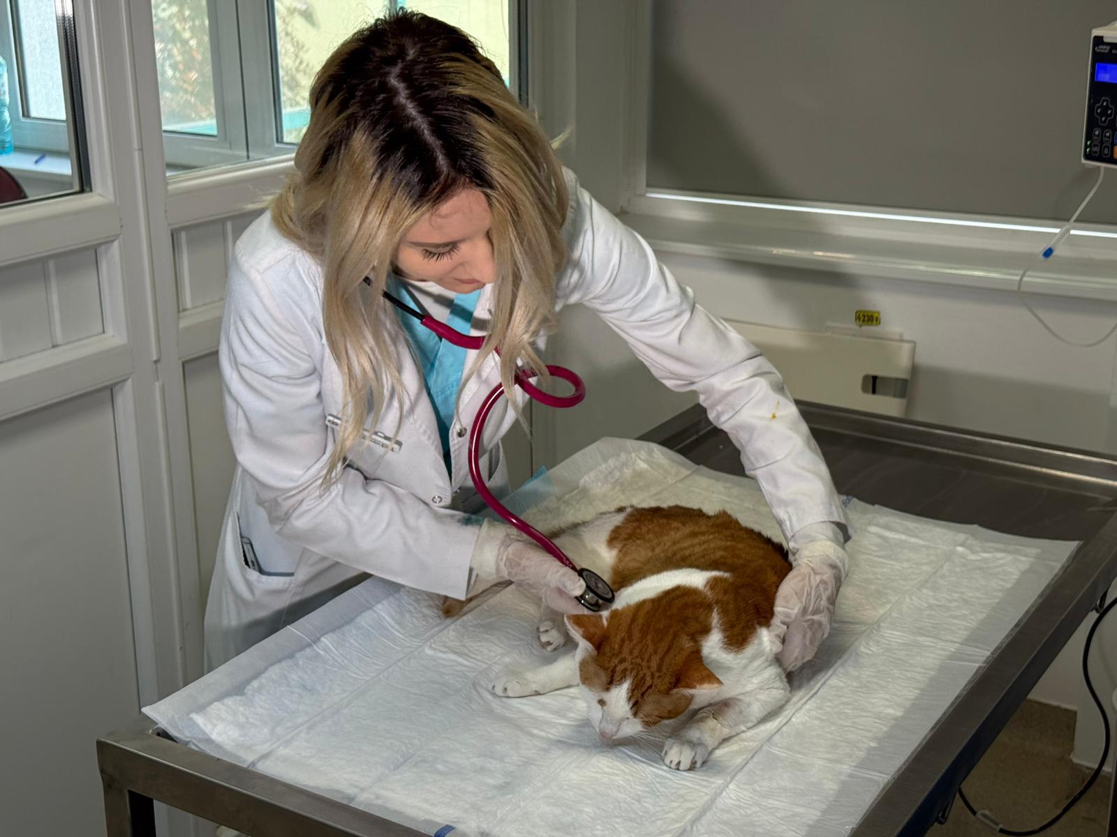 O tânără din Sibiu a lansat o platformă pentru urgențele veterinare, pornind cu doar 1.000 de lei Oameni și animale au un nou punct de sprijin în Sibiu, după ce o tânără antreprenoare a creat o platformă digitală dedicată urgențelor veterinare