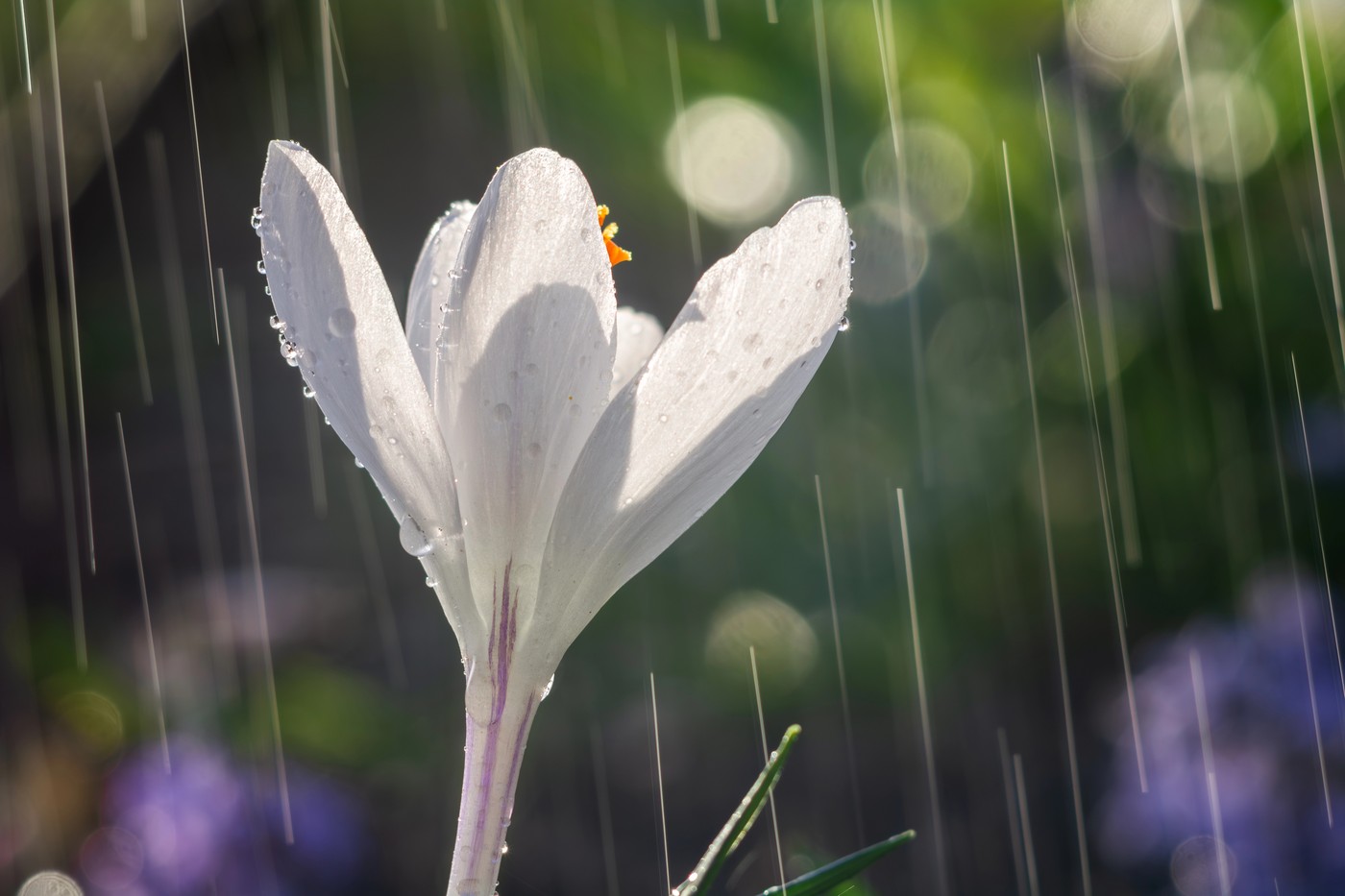 Administrația Națională de Meteorologie (ANM) a publicat prognoza meteo pentru următoarele două săptămâni, intervalul 9 – 23 martie, iar veștile sunt în mare parte bune pentru cei care așteaptă vreme mai caldă