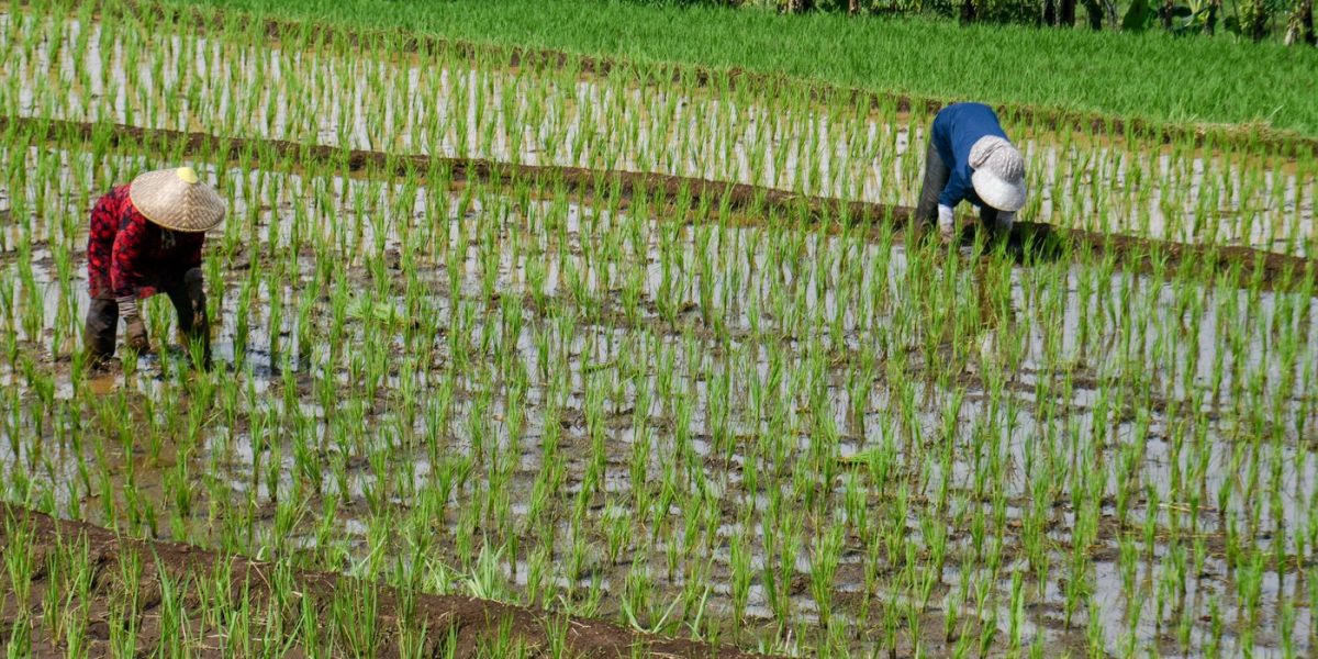 Criză de combustibil: Războiul din Iran lovește producția de orez din Asia