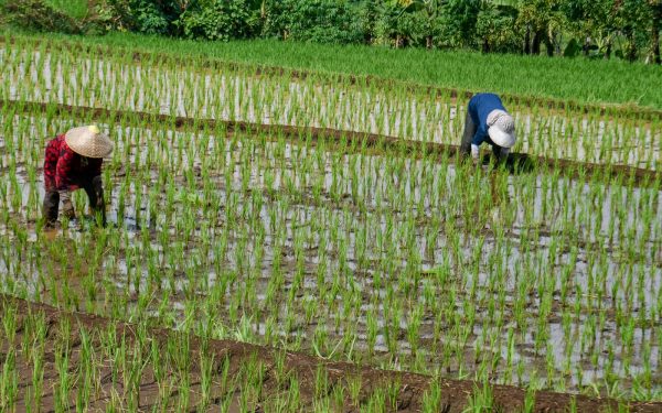 Criză de combustibil: Războiul din Iran lovește producția de orez din Asia