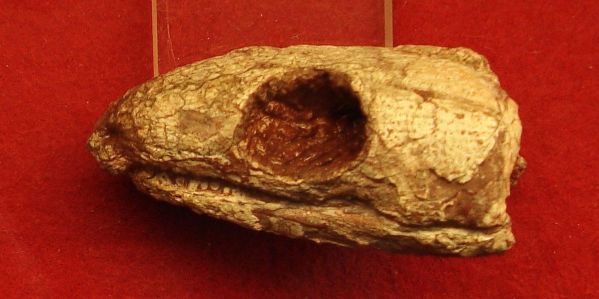 Reptilă mumificată din urmă cu 289 milioane de ani dezvăluie secretul respirației