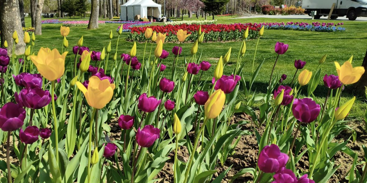 Lalele spectaculoase la Pitești: Expoziția cu peste 400.000 de flori, unicat în România