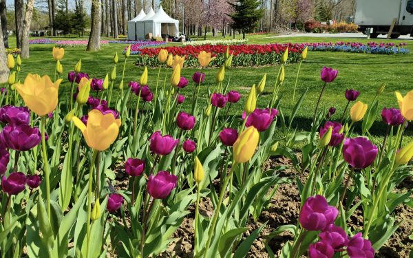 Lalele spectaculoase la Pitești: Expoziția cu peste 400.000 de flori, unicat în România
