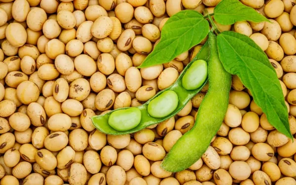 Fermierii din România, din nou la soia: Producția poate exploda cu 60%