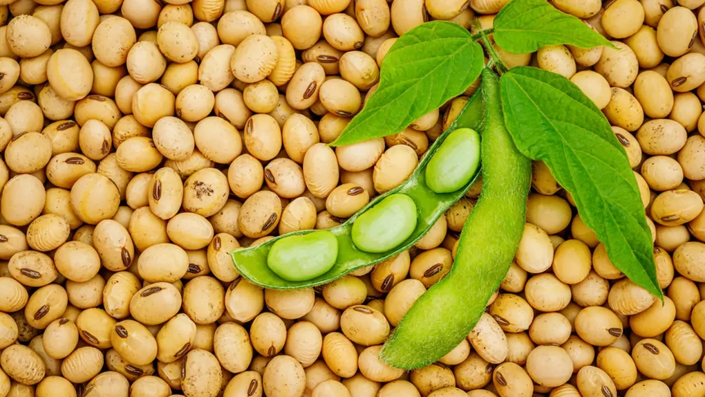 Fermierii din România, din nou la soia: Producția poate exploda cu 60%