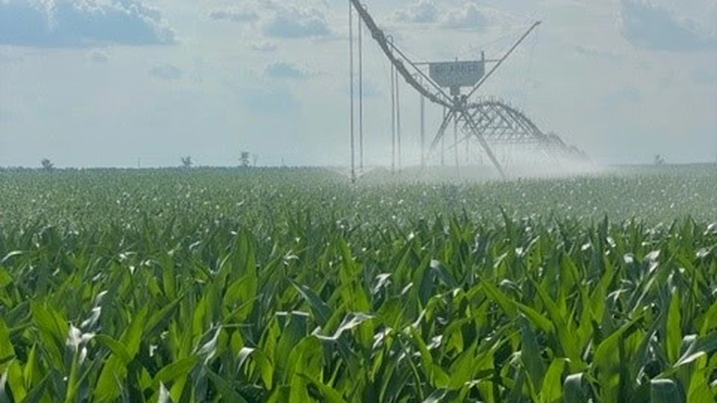 JD Agro Cocora revine pe profit: Fermierii danezi, succes în România