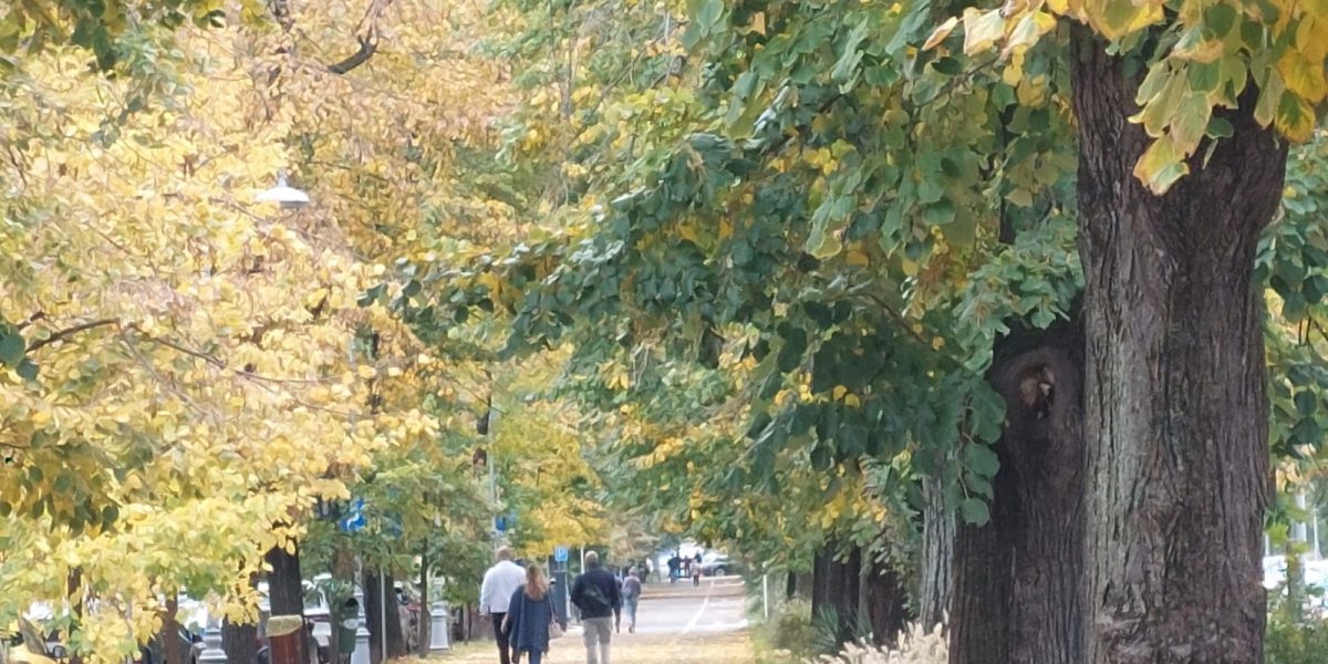 Petiție: Sectorul 4 vrea parcul Maria Cuțarida-Crătunescu, nu Donald Trump