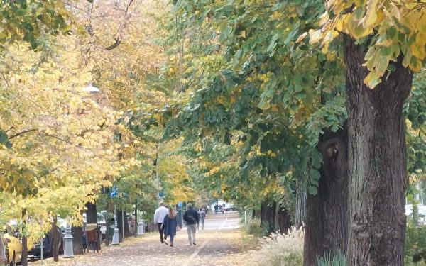 Petiție: Sectorul 4 vrea parcul Maria Cuțarida-Crătunescu, nu Donald Trump